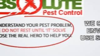 absolute pest control