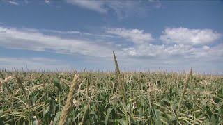 Legislators, agronomists look at what's driving fertilizer costs