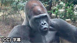 A live owl-like gorilla voice is heard. Silverback Momotaro｜Momotaro family