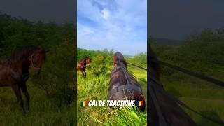 Cai de tracțiune #viral #foryou #india #tiktok #cai #horses #cavallo #shorts #expozitiecai