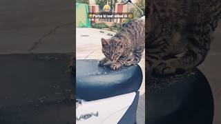 Cat  funny video /cute and funny video  #funnyvideo #trendingshorts #cat