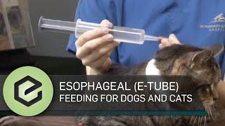 Esophageal (E-Tube) feeding for dogs and cats