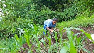 sarmila weeding maize farm || village life of Nepal @bhumicooking