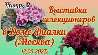 ФИАЛКИ - 2023. Выставка  в Доме Фиалки с 12-15.05.23г. (Часть 2) #фиалки #выставкафиалок #домфиалки