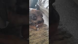 junior chewing his toy, sound like a porn video