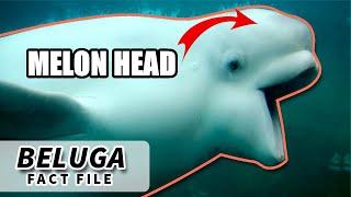 Beluga facts: the WHITE WHALE | Animal Fact Files