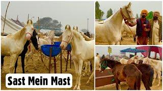 Pocket Friendly Horses at Baba Jita Stud Farm, Muktsar Horse Fair 2023