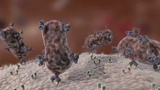 Antibody Immune Response #shorts