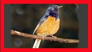 White Rumped Shama Song! White Rumped Shama Call! White Rumped Shama Sound! Singing!