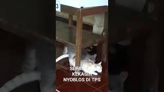 VIRAL, KEPERGOK MESUM DI TPS