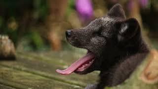 ARCTIC FOXES IN SUMMER COAT