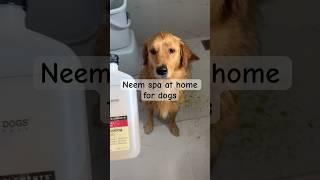 Neem spa at home  #viral #shorts #shortvideo #youtubeshorts