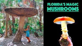 THE MAGIC MUSHROOMS OF FLORIDA - Tree of Knowledge & Philosopher's Stone