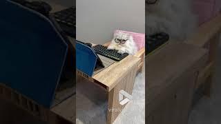 Cat has hard day at the office || Viral Video UK