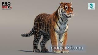 Siberian Tiger 3D Model with Fur - Updated