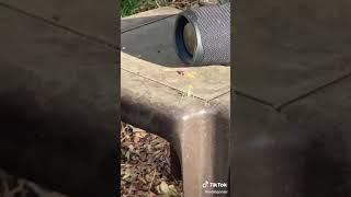 ️ praying mantis jamming to his jam LOL ️