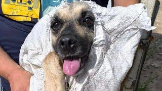 Надоели собаки - усыпить! Euthanasia for dogs