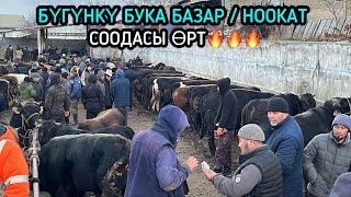 БУКА БАЗАР / НООКАТ 24-НОЯБРЬ 2024 ЖЫЛ @Aalamkabar97