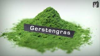 Gerstengras – Welche Wirkung hat Gerstengras?