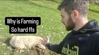 Why is Farming so tough, Dead as #sheep #lambs #tractors #shepherd #cows #irish #ireland #lambing