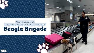 U.S. Customs and Border Protection's Beagle Brigade at MIA