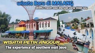 BARU 5000 saja  ‼️The experience of southem east Java ,WISATA KEBUN ANGGUR PAKIS TUMPANG MALANG