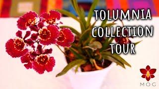 Tolumnia Orchids Full Collection Update & Blooms