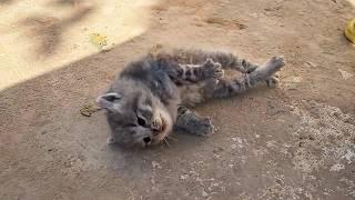 The dying kitten lay stiff on the ground until a passerby performed CPR and miraculously revived him