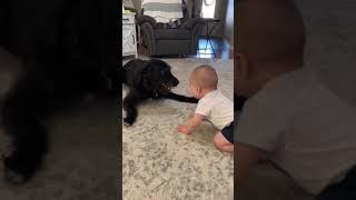 Baby Can't Stop Laughing at Playful Dog