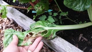 Controlling Leaf Miners Organically With This Beneficial Insect (Leafminer Parasite)