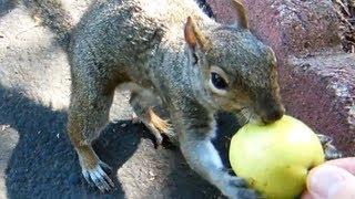  Squirrel is eating an apple. Funny Squirrel Video. Squirrels cute face