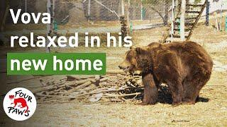 Sad Bear Vova is Transformed... to a Happy Bear! Rescued during the Ukraine War