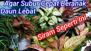 Cara Menyiram Aglaonema Yang Benar Agar Cepat Beranak