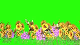 Green Screen Clips - Animated Bees with flowers 2