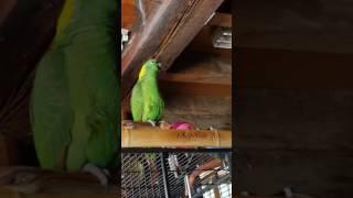 Martin The Parrot imitating an orgasm Unbelievable