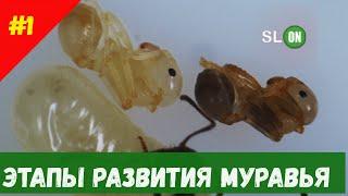 Этапы развития личинки муравья мессор структор (messor structor)