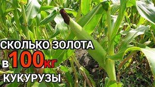 ЗОЛОТО СО 100кг КУКУРУЗЫ  ЗОЛОТО ИЗ КУКУРУЗЫ