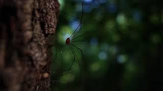 Daddy Long Legs : Free Stock Video Footage