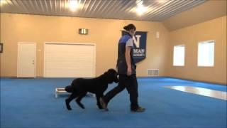 Frisco (Standard Poodle) Trained Dog Video Minneapolis