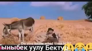 Кыргызча прикол