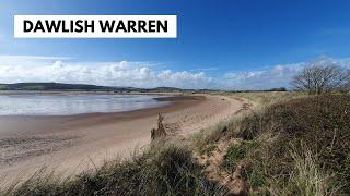 Searching for sand lizards at Dawlish Warren - Nature Diaries