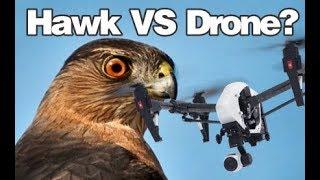 Inquisitive Hawk comes close to drone.