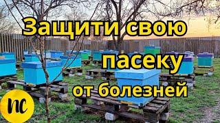 Защити свою пасеку от болезней.