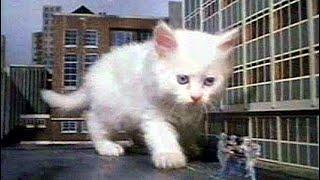 KITTENZILLA! Fluffy kitten terrorizes city