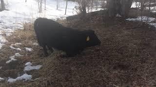 FUNNIEST COW VIDEO EVER: DEXTER COW GONE WILD