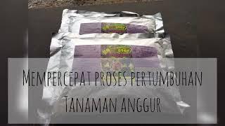 TERBAIK!!! jual pupuk booster anggur