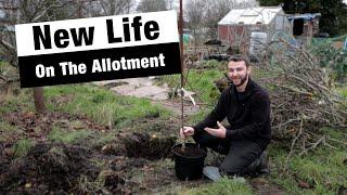 Planting A New Apple Tree! | JB's Allotment Diaries