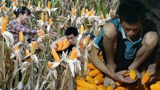 Harvesting the yellow corn garden, the peaceful lonely life of a poor father and son