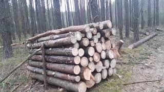 Заготовка леса мотоблок "Shtenli"