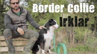 Köpek Irkları - Border Collie